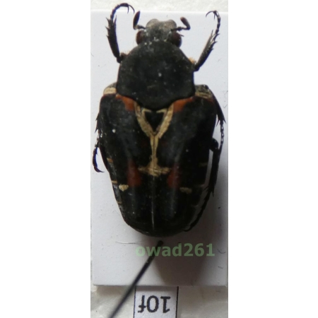 Taeniodera tricolor Mohnike, 1873 Philippines10f